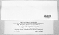 Urocystis anemones image